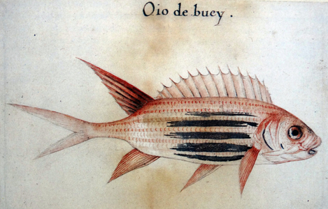 Squirrel fish (Soldier fish), by John White (created 1585-1586).
