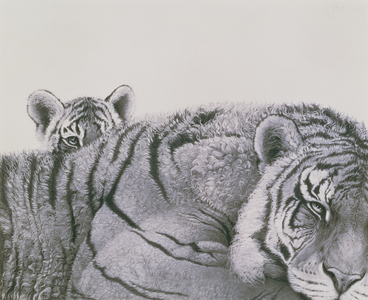 Pride and Joy - Tiger and Cub, 1998 (pencil drawing)