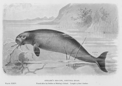 Steller's Sea-Cow, Rhytina Gigas (litho)