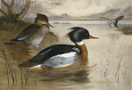Mergansers, on Loch Maree, 1905 (watercolour heightened with bodycolour)