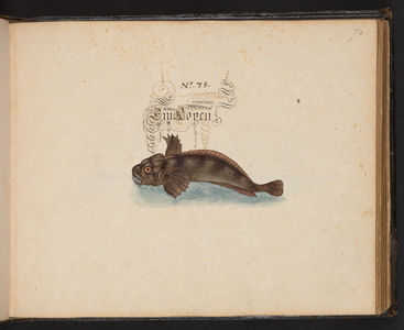 "An exact natural description and Delineation of the Water-Fowls, Fishes, Fourfooted Beasts, Insect, and Worms, which are found in the waters at Strassburg [Strasbourg], which I myself shot and handled. Leonard Baldner, Fisher and Citizen in Strassburg", c.1653 (manuscript)