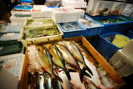 Tsukiji fish market is one of the biggest wholesale fish and seafood markets in the world. The fish price is mainly decided by auction. There are more than 400 types of seafood from tiny sardines to 300 kilogram tunas, from cheap seaweed to the most expensive caviar. Tokyo, Japan. February 2, 2008.  (photo)