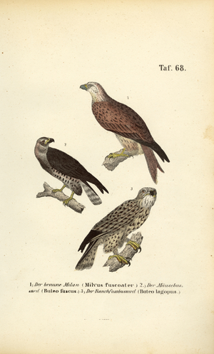 Three European Birds of Prey, 1850 (lithography)