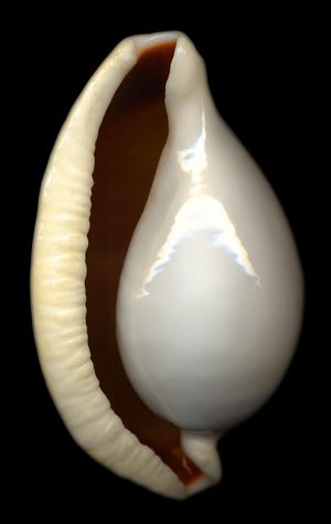 Common Egg Cowry (photo)