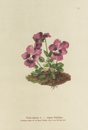 Cyclamen, Alpine Violet (Viola alpina) (colour litho)