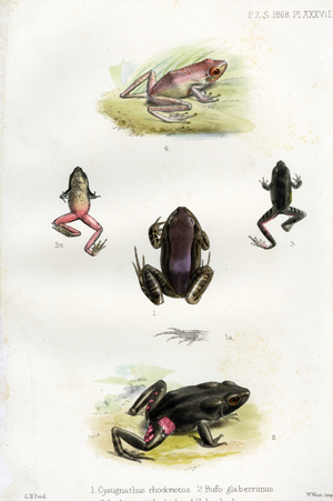 Exotic Frogs (print)