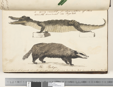 Page 9. A young Crocodile; the Badger, 1810-17 (w/c & manuscript text)
