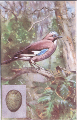 Jay (colour litho)