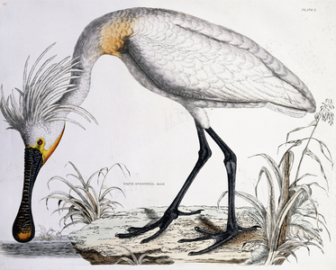 White Spoonbill, 1834 (hand-coloured engraved plate)