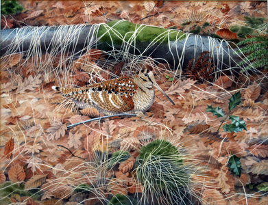 Woodcock (w/c on paper) 