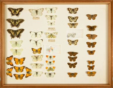 Entomological Specimens from the Wallace Collection