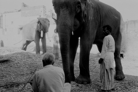 Elephants, Jaipur, 1983 (photo)