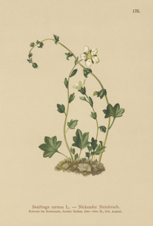 Drooping Saxifrage (Saxifraga cernua) (colour litho)
