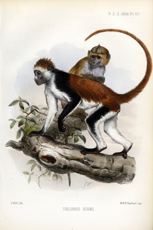 Kirk's Colobus Monkey (print)
