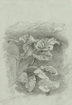 Study of a plant, 1867 (graphite on green wove paper)