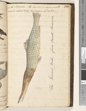 Page 190. The Sword Fish, from North America, 1810-17 (w/c & manuscript text)