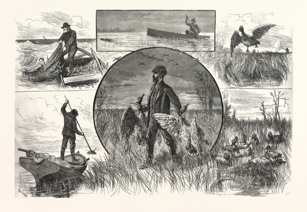 Cruelties Practised on Fish and Fowl, US, USA, America, United States, American, Engraving 1880
