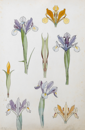 Iris, c.1900