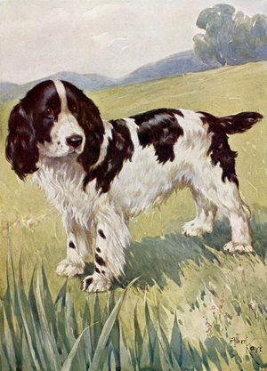 Clever dog (colour litho)