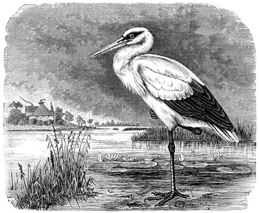 White Stork