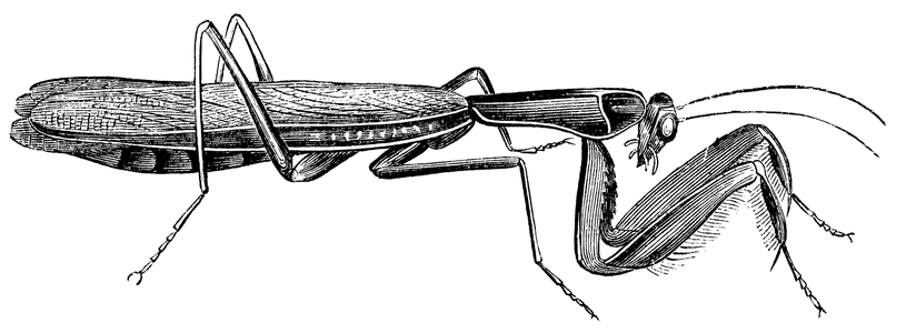 Mantis