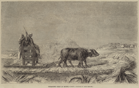 Treading Corn in Egypt (engraving)