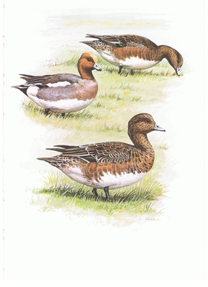 Wigeon male and female, illustration from'Wildfowl of Europe', 1972 (colour litho)