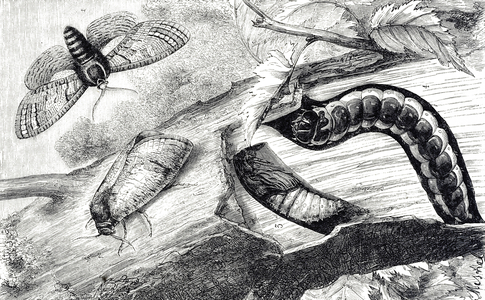 Engraving depicting the life cycle of a Cossus Cossus (Goat Moth), a moth of the family Cossidae, 19th century