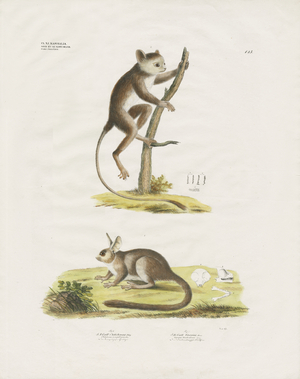 Small mammals from the rodent family (hand-coloured litho)