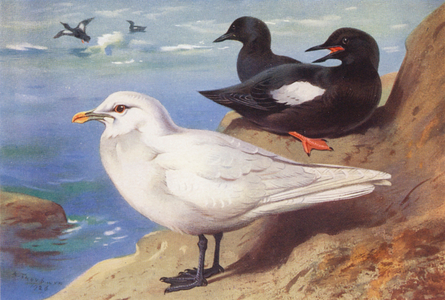 Ivory Gull, Black Guillemot (summer) (colour litho)