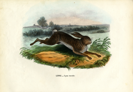 Mountain Hare, 1863-79 (colour litho)
