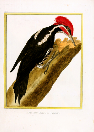 Black Woodpecker with Crest from Cayenne (print)