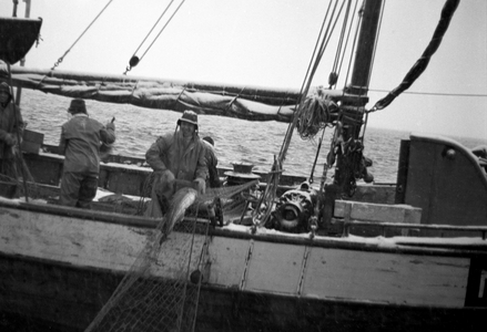 Lofot fishing. 19470318. Skreien has come. Here, cod is relaxed and slimed in large quantities …, 1947 (photo)