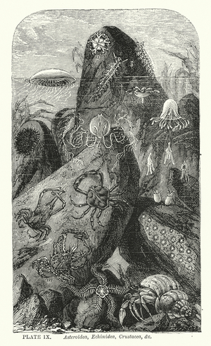 Asteroidea, Echinidea, Crustacea, &c (engraving)