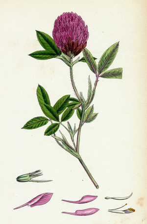 Trifolium Medium Zigzag Trefoil