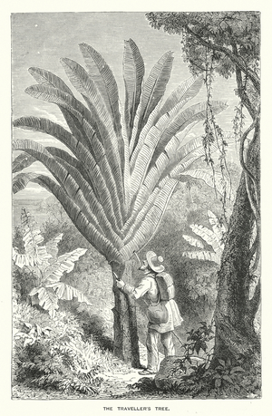 The traveller's tree (engraving)