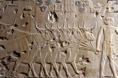 Tomb of Ptah-Hotep, Saqqara, 5th dynasty, Cattle brought to Ptah-Hotep for inspection (photo)