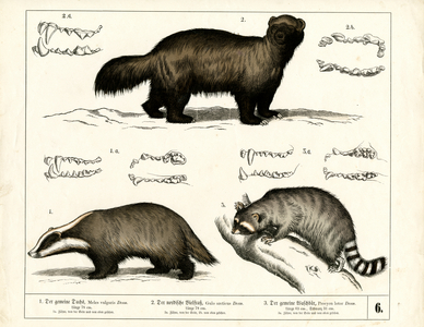 Badger, Wolverine and Raccoon with Dental Representations, 1858 (lithography)