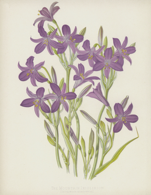 The Mountain Ixiolirion, Ixiolirion Montanum (chromolitho)
