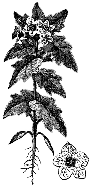 Henbane