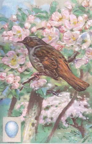 The Hedge Sparrow (colour litho)