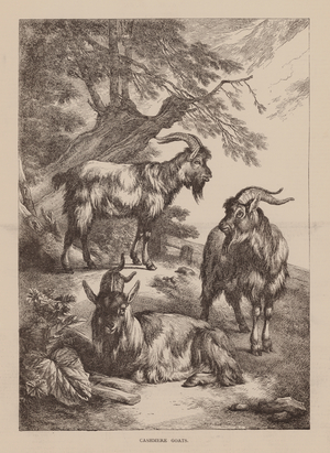 Cashmere Goats (engraving)