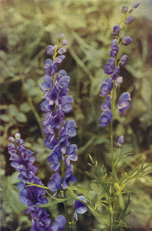 Wild flowers: Monkshood (colour photo)