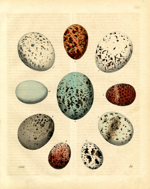 Various Bird Eggs (engraving)