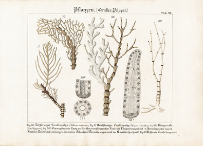 Corals and Polyps, 1821 (lithography)