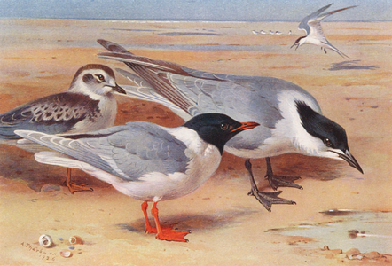 Little Gull (adult and young), Gull-Billed Tern (colour litho)