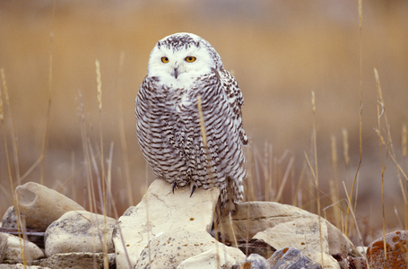 Snowy Owl on Rocks, Arctic (photo)