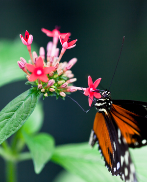 Butterfly on a flower, 2013 (photo)