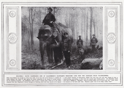 Kolossal! Hathi harnessed, one of Hagenbeck's elephants dragging logs for the Germans near Valenciennes (b/w photo)