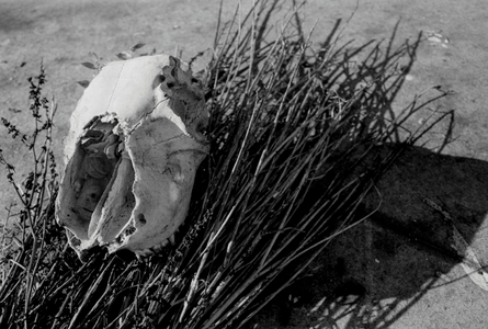 Nature Morte 5, 1990 (b/w photo)